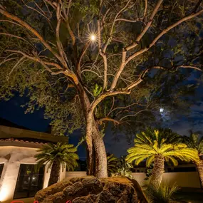 Downlighting for landscape lighting in Paradise Valley