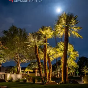 palm tree uplighting in Arizona