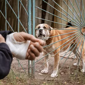 dog bite