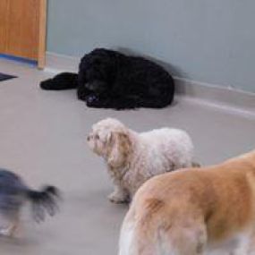 Bild von Golrusk Pet Care Center