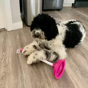 Dogs & pink plungers...what's better?