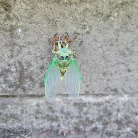 Bild von Mosquito Joe of Madison