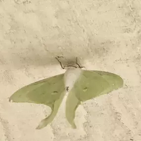Bild von Mosquito Joe of Madison