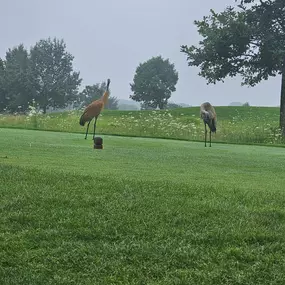 Bild von Mosquito Joe of Madison