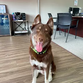 Meet our office su-fur-visor Oakley! He is a North Carolina native and enjoys eating banana chips. Oakley is 1 years old and excels in chasing squirrels, napping, and being his dad's shadow.