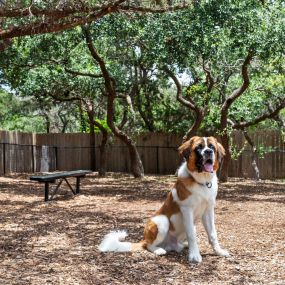 Shaded onsite dog park with seating at Camden Brushy Creek in Austin, TX