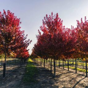 Fall Color Maple Trees Growing in Field