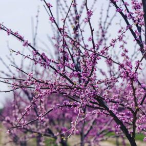 Spring Flowering Redbud Tree