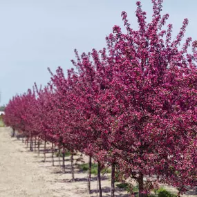Purple Prince Crabapple Trees