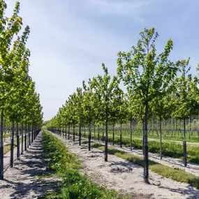 Autumn Blaze Maple Trees Growing in Field