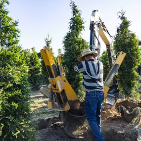 Digging B&B Arborvitae Trees