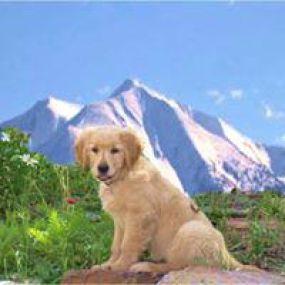 Need Raw diet for your pets? RJ Paddywacks in Colorado has the largest selection of raw diets with a strong emphasis on holistic on natural care. Homeopathic and herbal remedies.