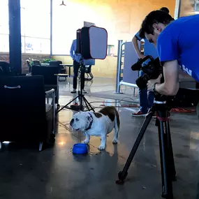 Two Rivers Marketing - Videotaping Griff the Bulldog