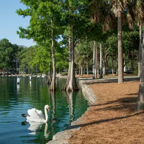 Lake eola swan