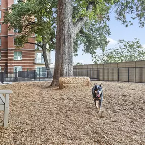 Onsite, gated dog park with bench seating at Camden Rainey Street apartments in Austin, TX