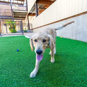 Private off leash dog park