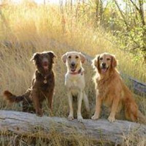 Bild von Three Happy Hounds