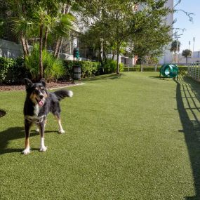 Dog park with agility course