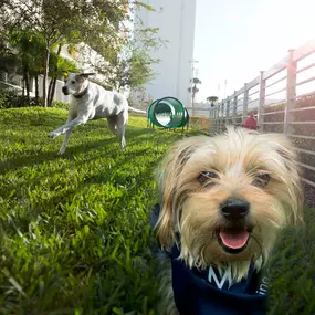 Happy dogs at dog park