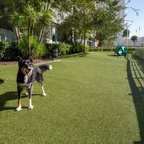 Dog park with agility course