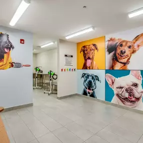 Pet spa