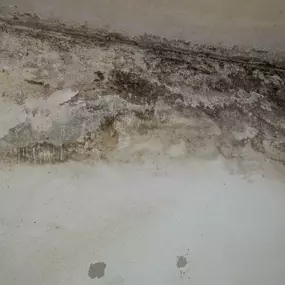 Mold abatement services