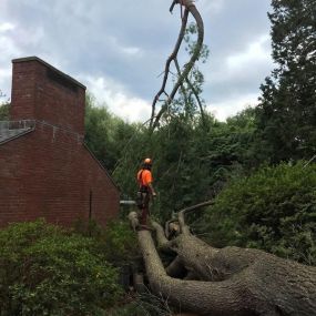 Bild von Kelley Tree Service