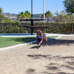 Private off leash dog park pet friendly apartments