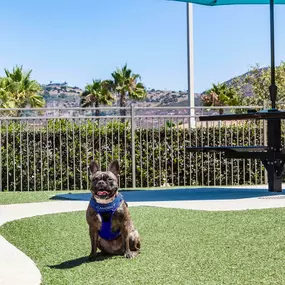 Private off leash dog park pet friendly apartments