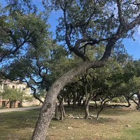 Bild von Out On A Limb Tree Care