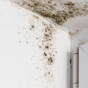 Mold Remediation and Removal