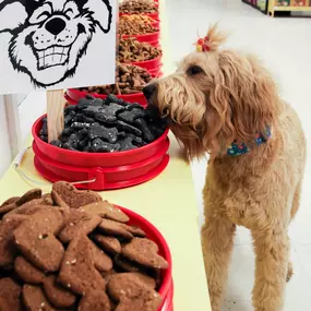 Do you need someone to deliver pet products at your doorsteps? Woofers Grooming & Goodies is a local store-to-door delivery service in Spanaway, WA to fulfill all of your companion animal’s needs.