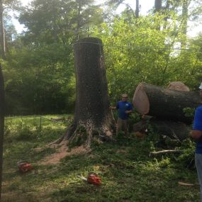 tree trimming, tree removal, tree service