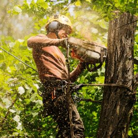 tree trimming