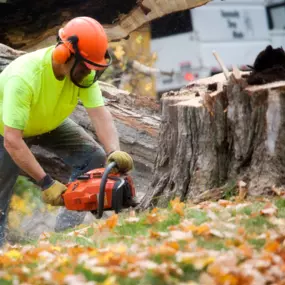 Tree removal, tree trimming, tree care