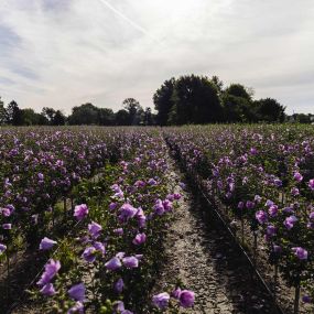 Field of Rose of Sharon Trees