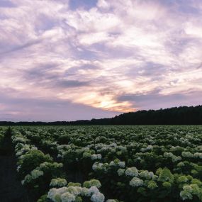 Field of Hydrangea Trees