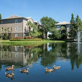 Ducks swimming in onsite lake