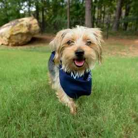 Dog park love our furry friends