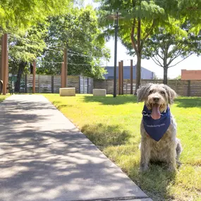 Dog park with sidewalk and string lights at Camden Design District apartments in Dallas, TX