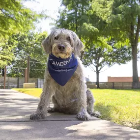 Dog model in the dog park at Camden Design District apartments in Dallas, TX