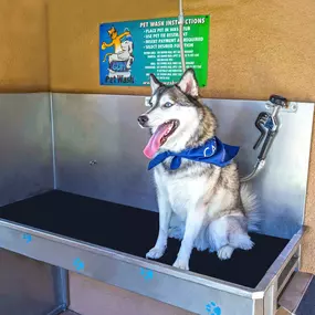 Dog friendly private covered outdoor pet washing station