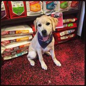 Need Raw diet for your pets? Woof Gang Bakery & Grooming Heathrow in Florida has the largest selection of raw diets with a strong emphasis on holistic on natural care. Homeopathic and herbal remedies.