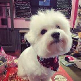 Do you need travel products for your pets? Woof Gang Bakery & Grooming Heathrow will deliver everything from food and supplements to treats, clothing, bedding and travel gear to keep your animals happy and healthy while on the journey.