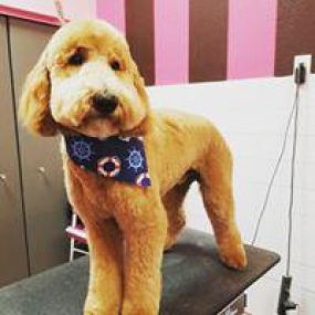 Woof Gang Bakery & Grooming Heathrow is a locally owned family operated business in Florida. We are a one-stop pet store offering a personalized customer experience to every visitor that walks through our door.