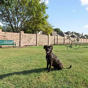 Dog model sitting in the dog park at Camden Legacy Creek