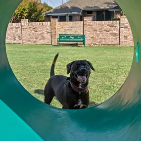 Dog model in the dog park agility equipment at Camden Legacy Creek