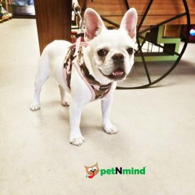 Need Raw diet for your pets?  petNmind Naturals & Self Bath in Florida has the largest selection of raw diets with a strong emphasis on holistic on natural care. Homeopathic and herbal remedies.