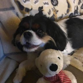 Ollie with his State Farm Bear