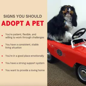 Adopting a pet is a life-changing experience — for both you and your new furry friend. Here are some signs you’re ready to take on this new commitment!